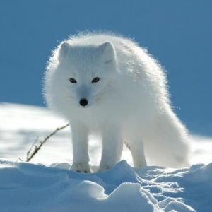 Meet your Posher, Destiny